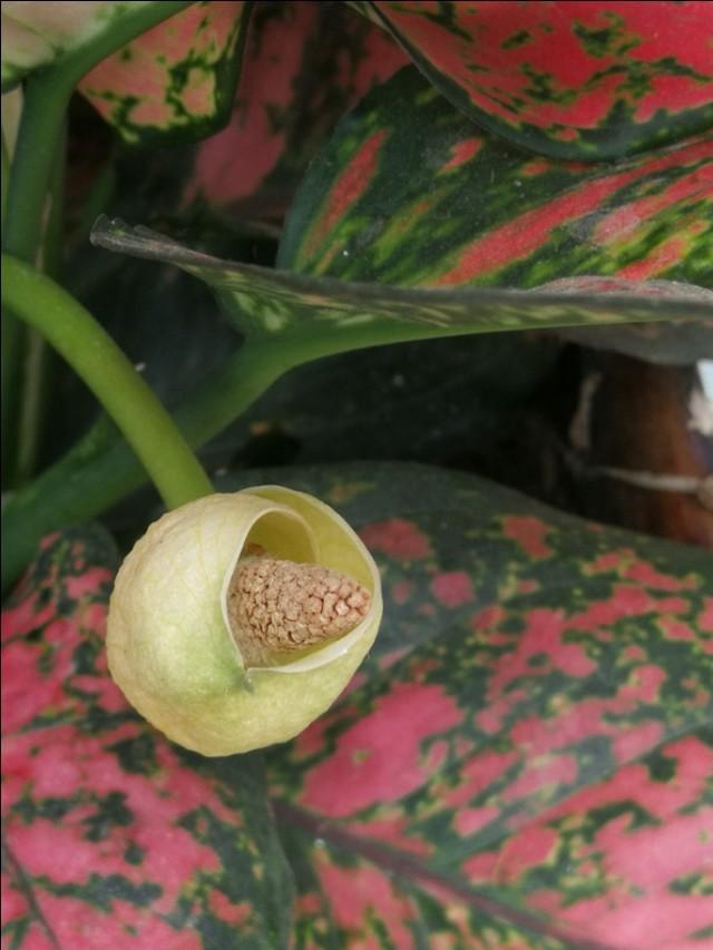 「好梦成真j姜力洗护发」我对兄弟姐妹轮养父母尽孝的看法