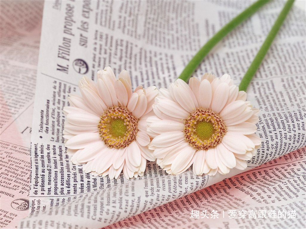 爱穿高跟鞋的猫■你学会好好说话了吗？会说话的人情商高