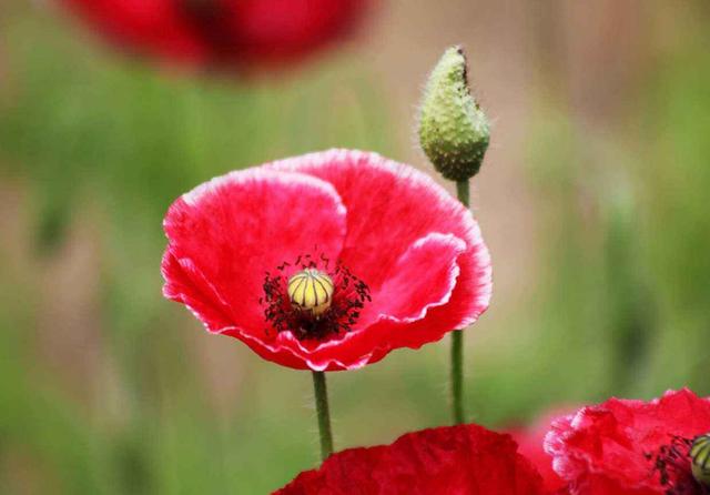 励志的娱乐：愿你心有阳光，品性善良