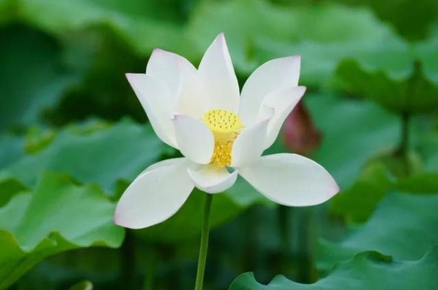 励志的娱乐：愿你心有阳光，品性善良