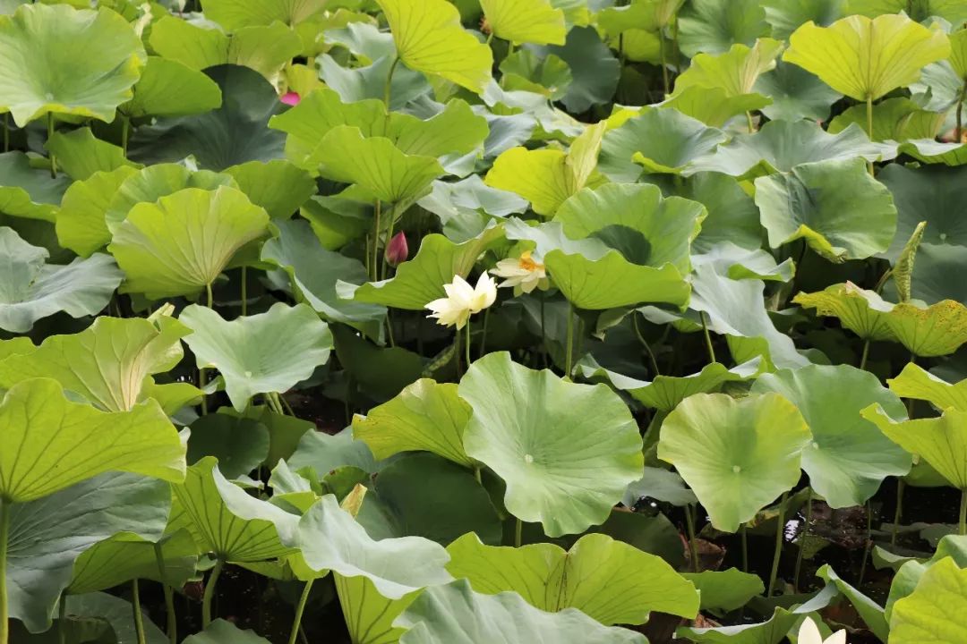 雅医聚宝■冷读术：有助于工作、恋爱的小技巧— 第一次见面就能掌握主导权