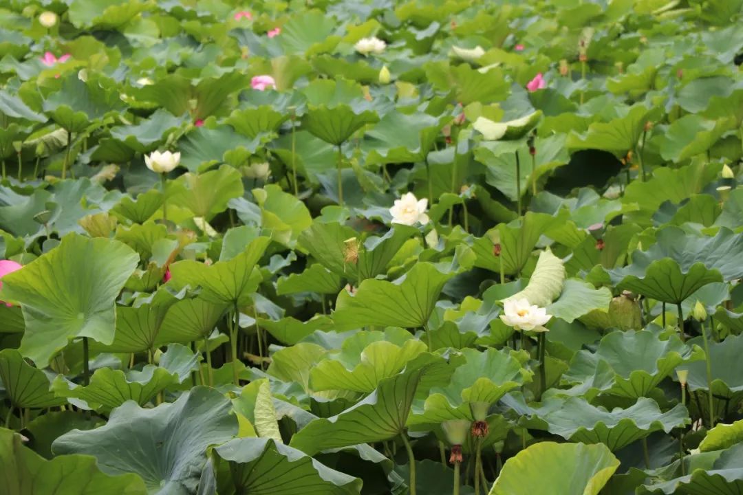 雅医聚宝■冷读术：有助于工作、恋爱的小技巧— 第一次见面就能掌握主导权