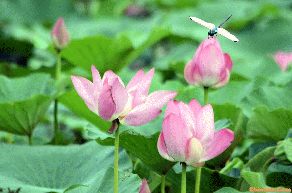 「励志司机小贺」对自己好一点儿！人生短暂，且活且珍惜啊