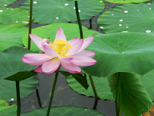 「励志司机小贺」对自己好一点儿！人生短暂，且活且珍惜啊