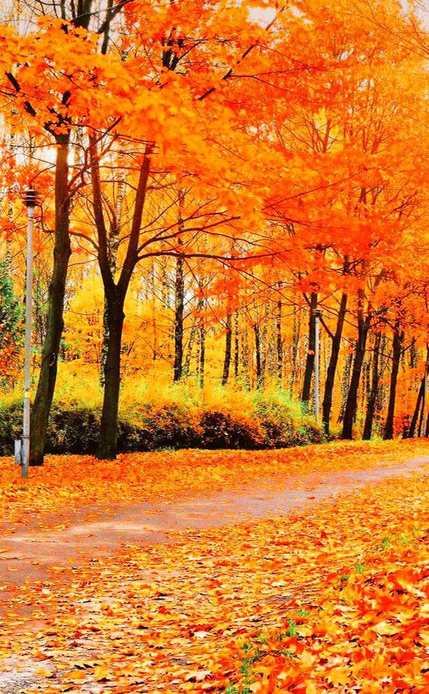 [佳作有约]深秋，渐行渐远，无限感怀