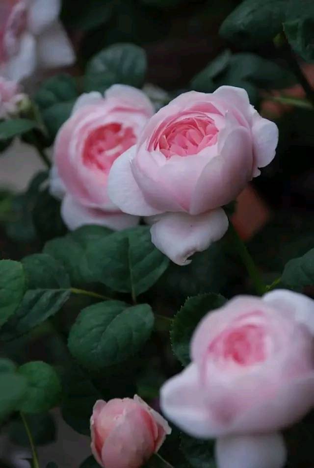 道与欢同学：心想多了遭罪，身累久了疲惫，情握狠了会累