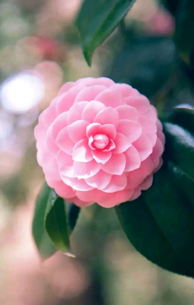 道与欢同学：心想多了遭罪，身累久了疲惫，情握狠了会累