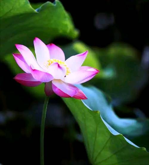 道与欢同学：心想多了遭罪，身累久了疲惫，情握狠了会累