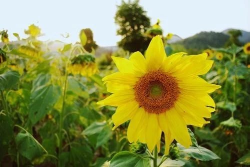 天天励志正能量：行船趁顺风，打铁趁火红，一鼓作气才能成功
