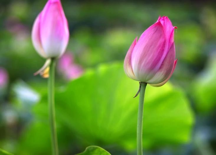 天天励志正能量：行船趁顺风，打铁趁火红，一鼓作气才能成功