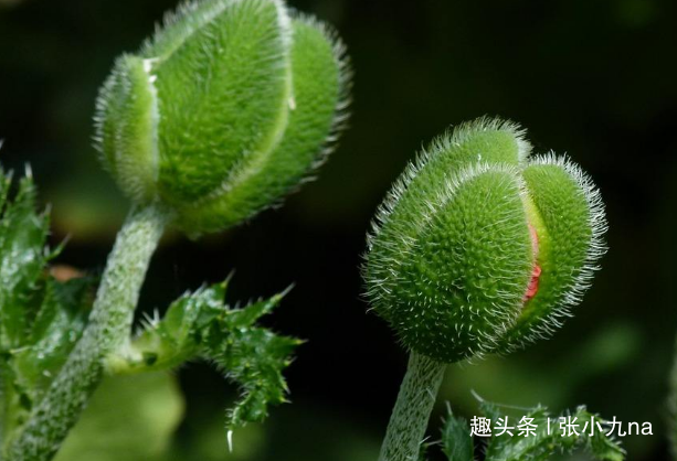 张小九na：压力大就打退堂鼓，这种行为非常不可取，不要轻易放弃