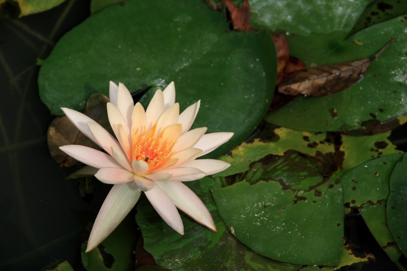 「科技的宇宙漩涡」有“直男癌”的三生肖，经常和老婆计较，不懂得退让