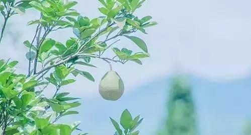 柠檬美文■得与失，上天注定