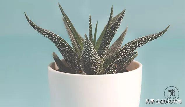 【柠檬美文】下半生，少生气