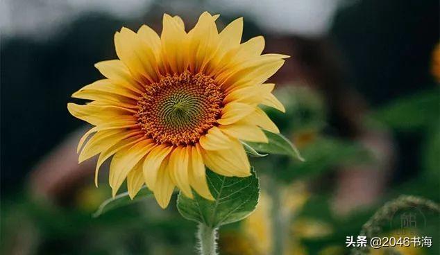 【柠檬美文】下半生，少生气