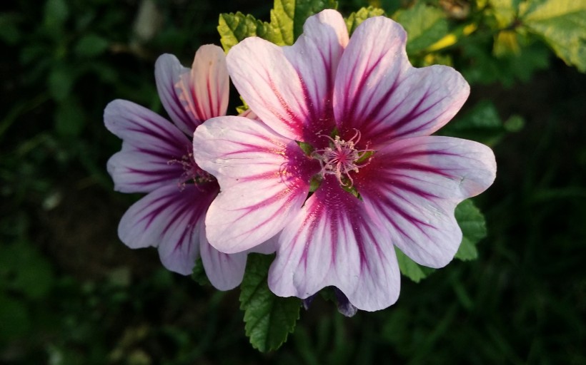 [宇宙科技的超人]天生“直男癌”的三个生肖，经常把恋人气哭，从来不懂心疼人