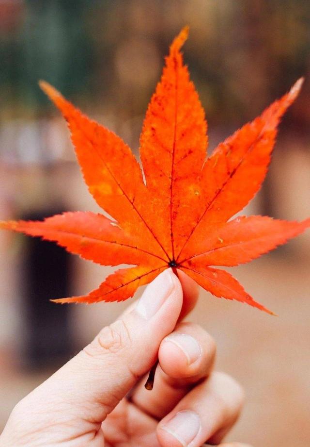 【浅浅情感说】一片落叶，一季秋；一场秋雨，一场寒；一份惦念，暖心头