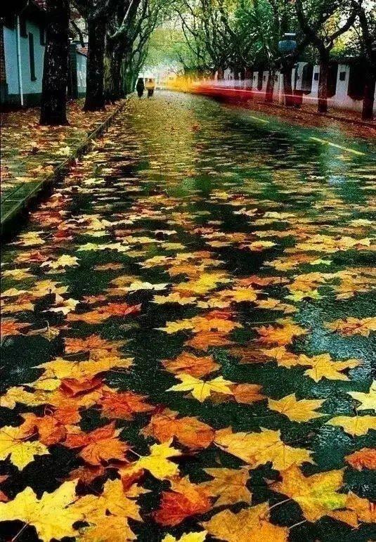 【浅浅情感说】一片落叶，一季秋；一场秋雨，一场寒；一份惦念，暖心头