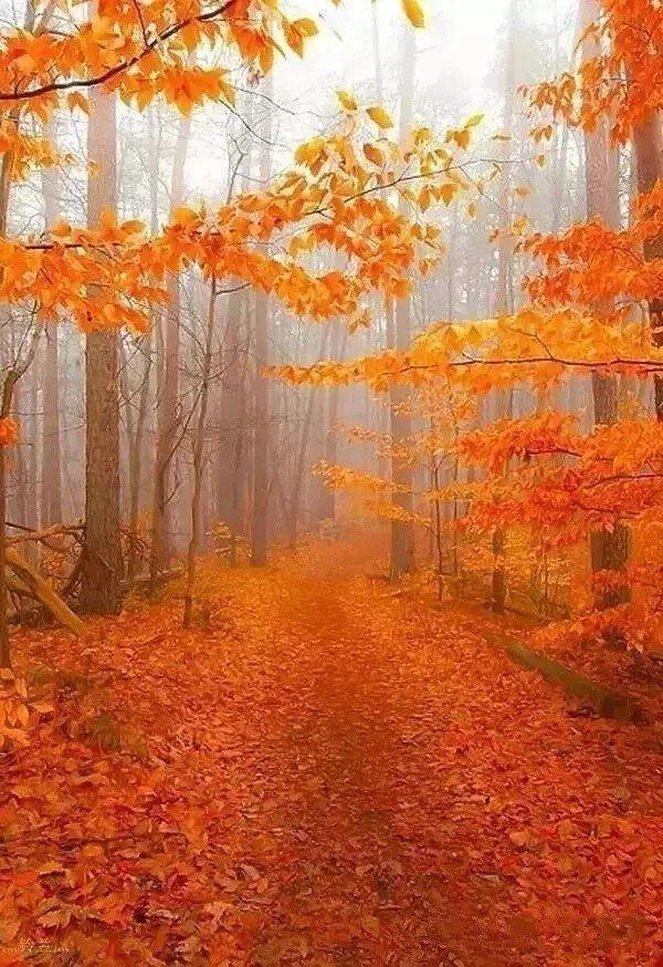 【浅浅情感说】一片落叶，一季秋；一场秋雨，一场寒；一份惦念，暖心头