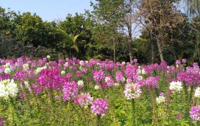 浅浅情感说：卸下生活的复杂，过简单平淡的生活
