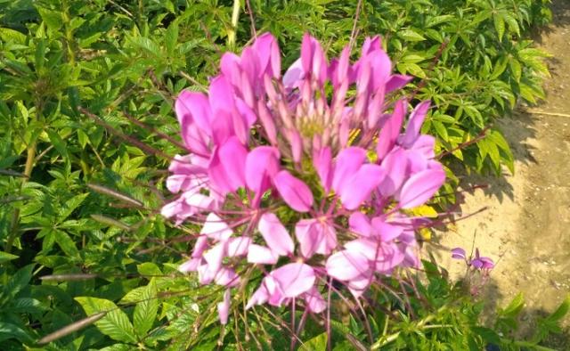 浅浅情感说：卸下生活的复杂，过简单平淡的生活