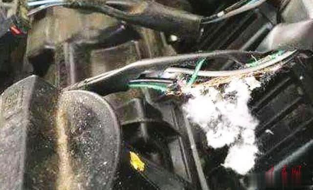 大庆网@咬断电线、弄坏零件 天转凉小心私家车成老鼠窝