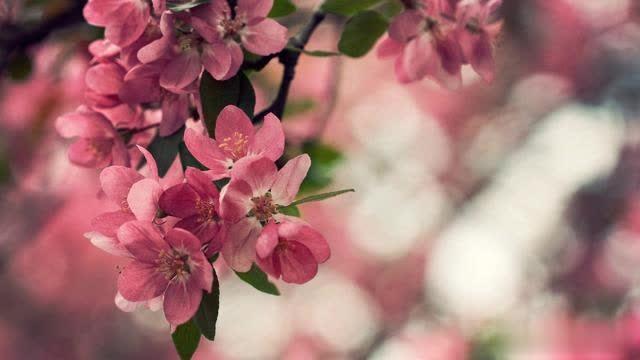 [墨殇文学]想忘，更是难忘