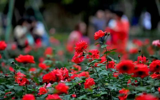 「励志照亮人生666」面对生活的不顺与挫折，不叹息，不惆怅，以平和的心态珍惜每一天