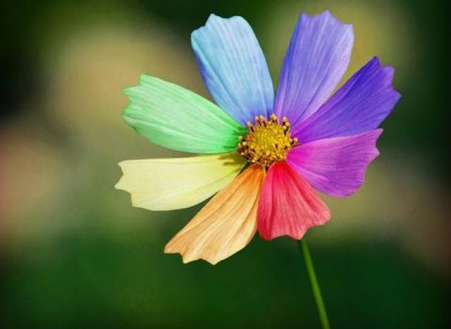 柠檬美文■没心没肺，活着才开心