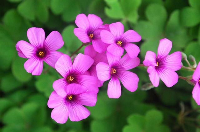 柠檬美文■没心没肺，活着才开心