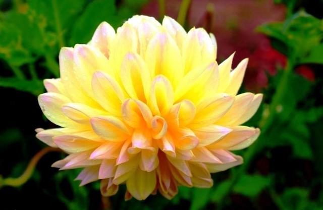 柠檬美文■没心没肺，活着才开心