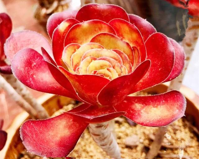 「柠檬美文」珍惜会养花的女人，她们懂得生活的美