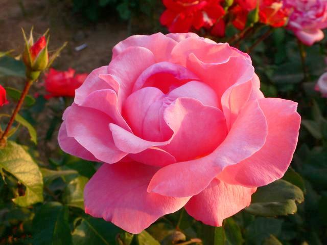 「柠檬美文」珍惜会养花的女人，她们懂得生活的美