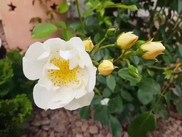 「柠檬美文」珍惜会养花的女人，她们懂得生活的美