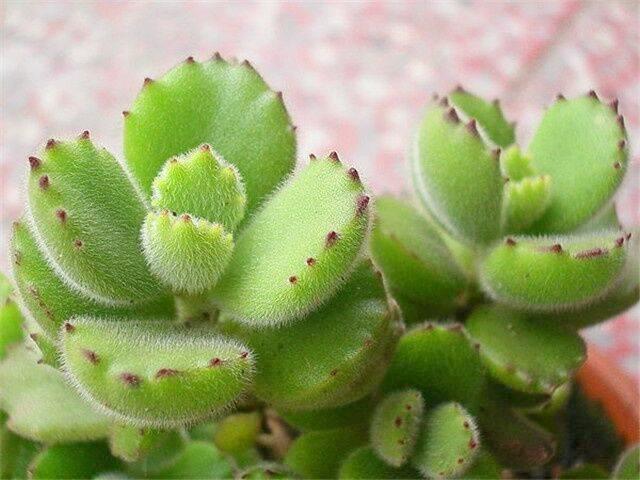 「柠檬美文」珍惜会养花的女人，她们懂得生活的美