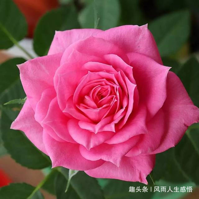 风雨人生感悟@生活，过的就是一种心情