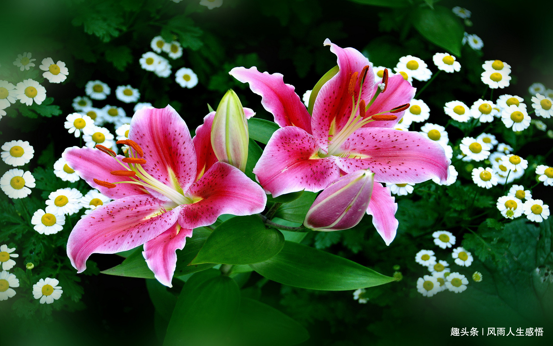 风雨人生感悟@生活，过的就是一种心情