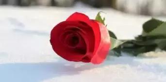 早安晚安星语@真正的深情，不是纠缠而是成全