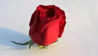 早安晚安星语@真正的深情，不是纠缠而是成全