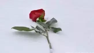 早安晚安星语@真正的深情，不是纠缠而是成全