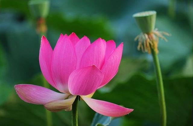 【感悟哲理美文】人生最厉害的武器：不是算计，而是拥有好人品