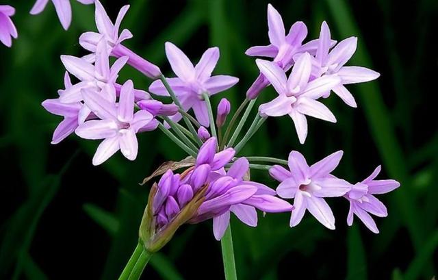 【感悟哲理美文】人生最厉害的武器：不是算计，而是拥有好人品