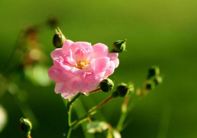 【感悟哲理美文】人生最厉害的武器：不是算计，而是拥有好人品