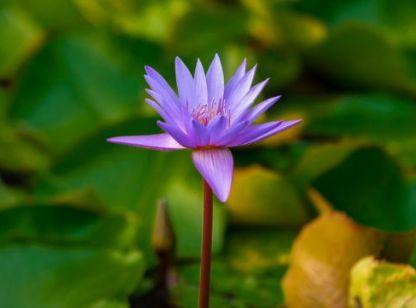 感悟哲理美文■学会感恩，人生才能更圆满