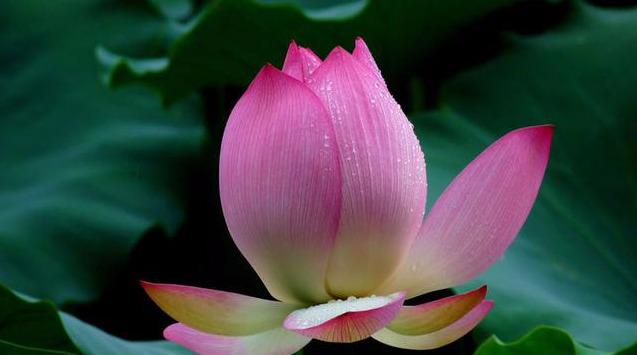 [心理观察家]生活有苦有甜，才叫完整