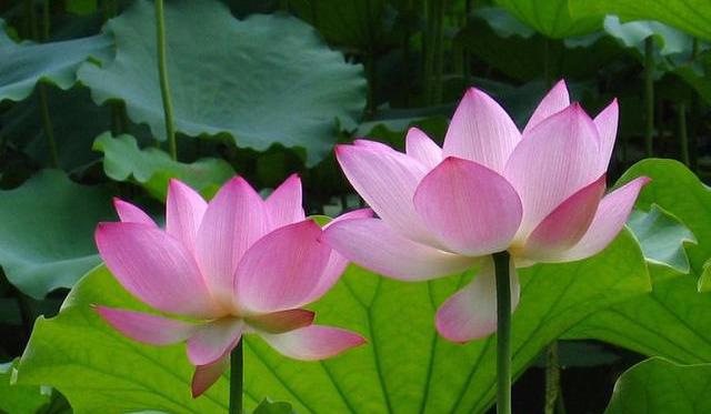 [心理观察家]生活有苦有甜，才叫完整