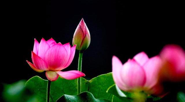 [心理观察家]生活有苦有甜，才叫完整