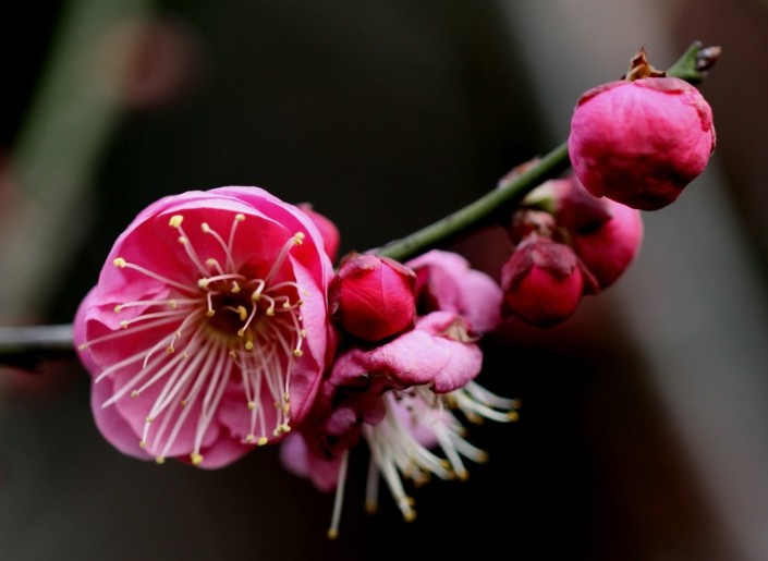 「情感平良」最“直男”的三生肖，经常惹妻子生气，从来不说自己的错