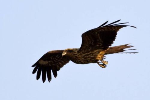 华云头条：心理学：凭直觉选一只老鹰，测你这辈子靠什么发家！