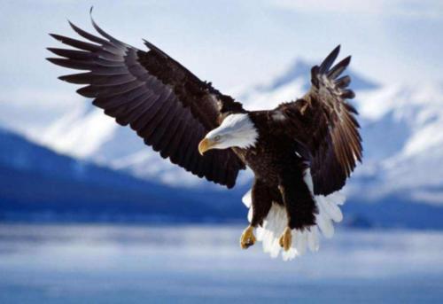 华云头条：心理学：凭直觉选一只老鹰，测你这辈子靠什么发家！